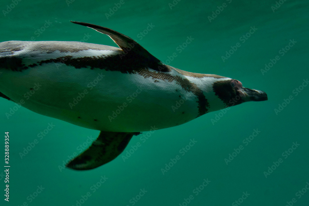 Fototapeta premium Oiseau