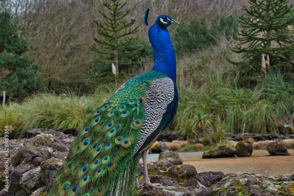 Obraz premium Oiseau