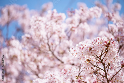 Pink white cherry blossom or sakura  Nagoya