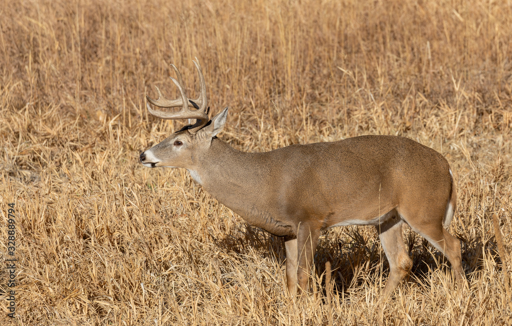 Buck Whitetail deer in Colorado During the Rut in Autumn Buck Whitetail deer in Colorado During the Rut in Autumn