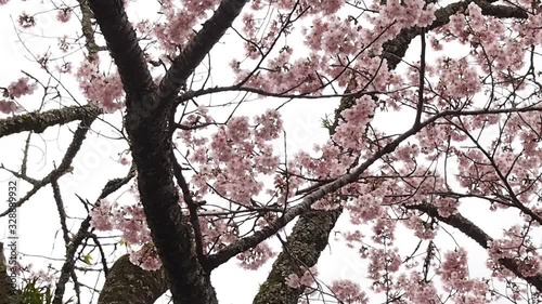 鳥と桜の木