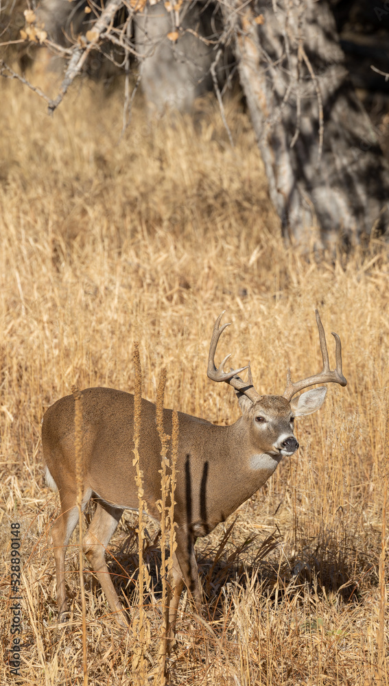 Buck Whitetail deer in Colorado During the Rut in Autumn Buck Whitetail deer in Colorado During the Rut in Autumn
