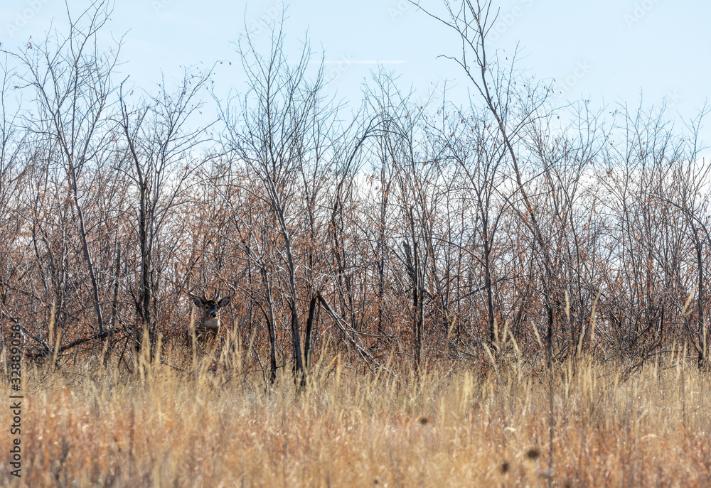 Buck Whitetail deer in Colorado During the Rut in Autumn Buck Whitetail deer in Colorado During the Rut in Autumn