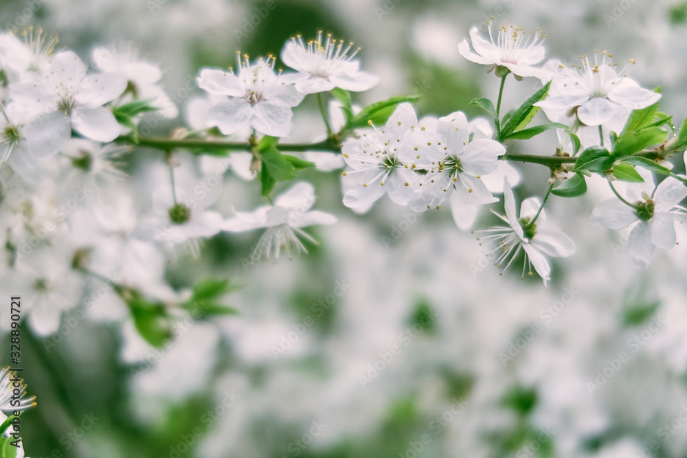 Obraz premium blooming cherry flowers. spring. selective focus.