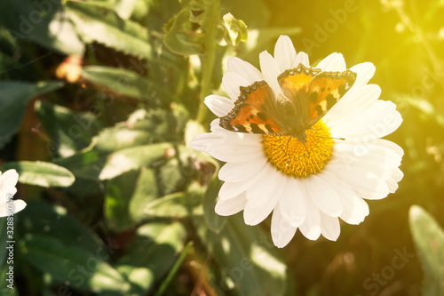 butterfly on a flower. blooming daisy.