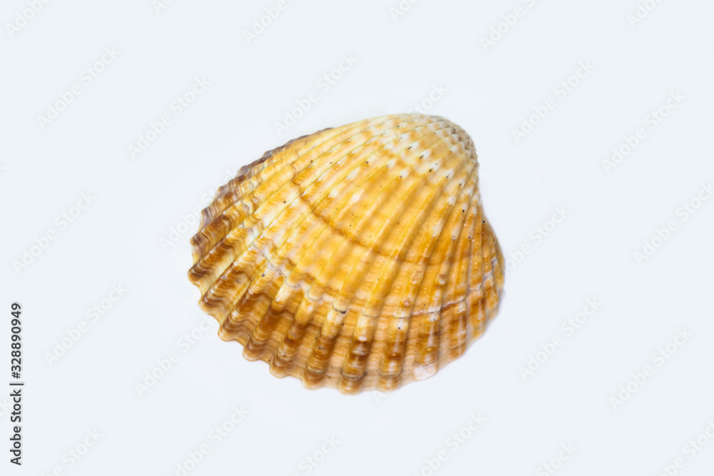 Beautiful seashell isolated on a white background Beautiful seashell isolated on a white background