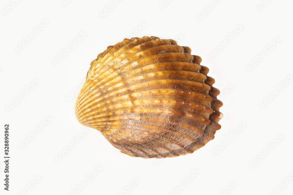 Beautiful seashell isolated on a white background Beautiful seashell isolated on a white background