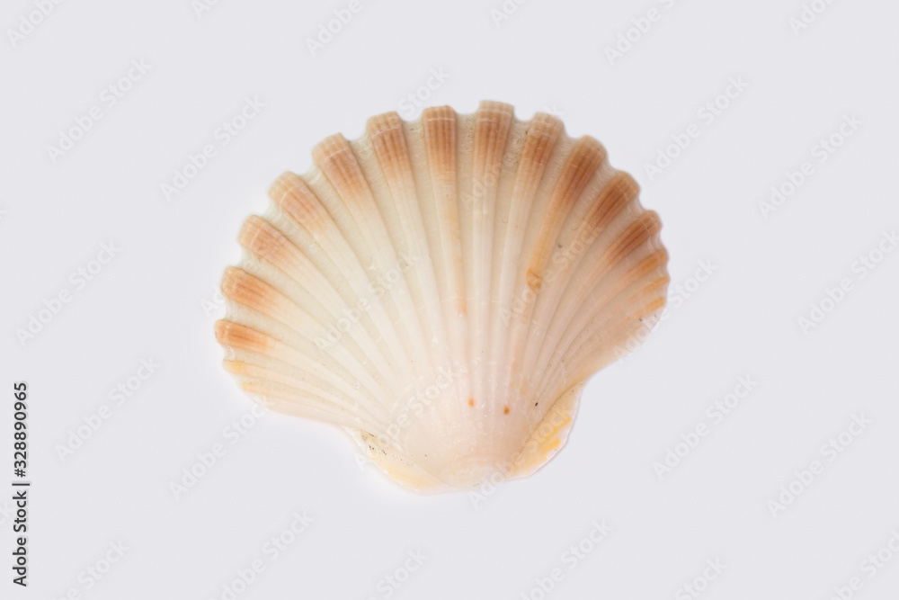 Beautiful seashell isolated on a white background Beautiful seashell isolated on a white background