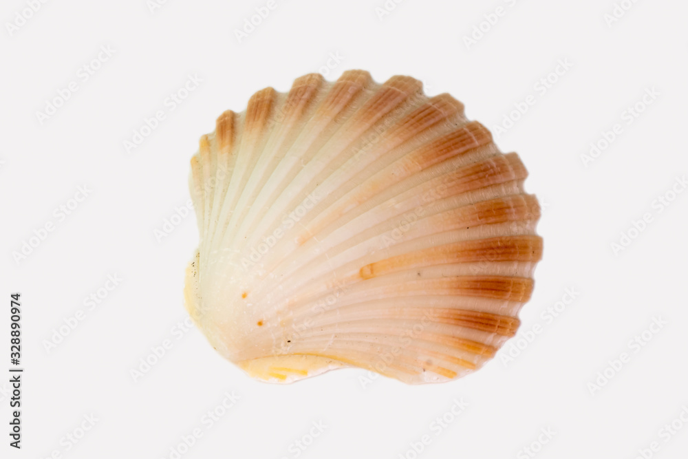 Beautiful seashell isolated on a white background Beautiful seashell isolated on a white background