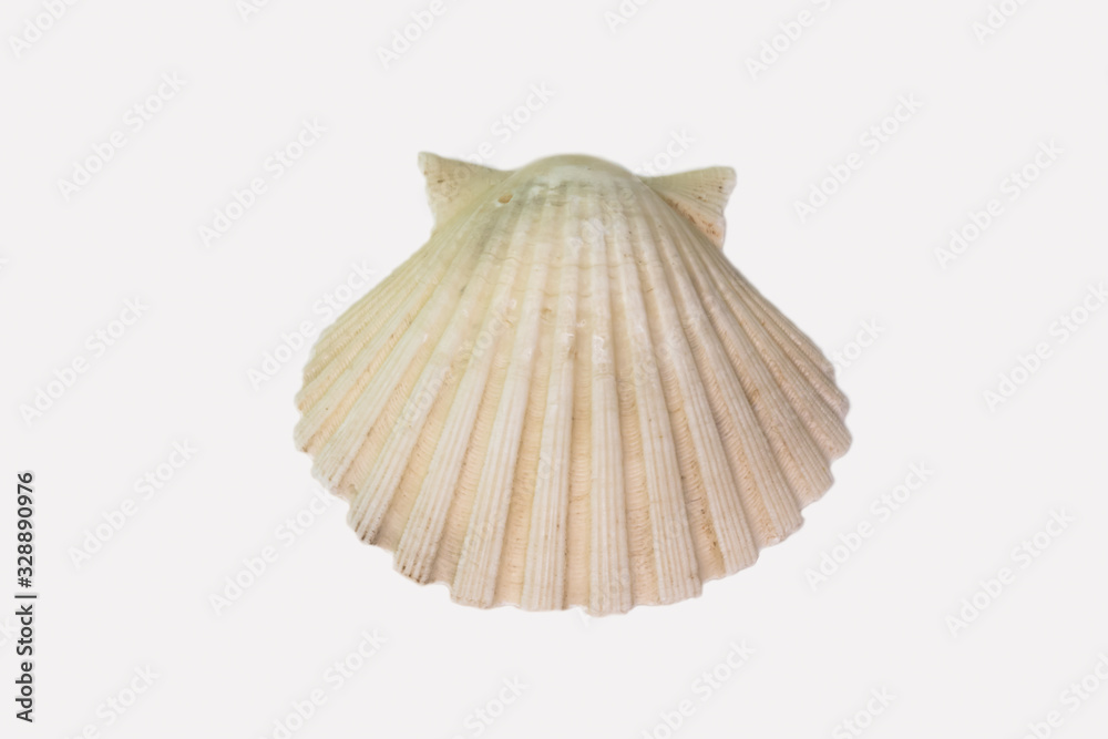 Beautiful seashell isolated on a white background Beautiful seashell isolated on a white background