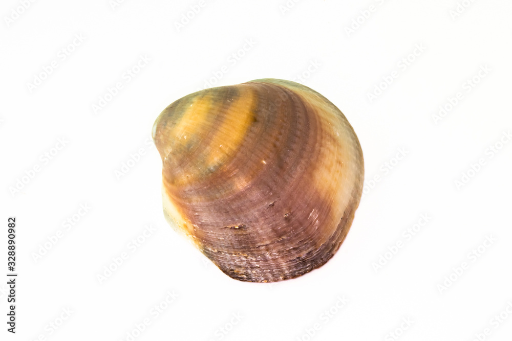 Beautiful seashell isolated on a white background Beautiful seashell isolated on a white background
