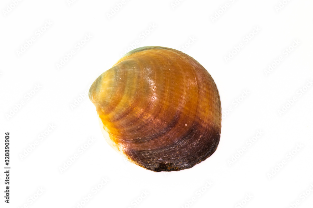 Beautiful seashell isolated on a white background Beautiful seashell isolated on a white background