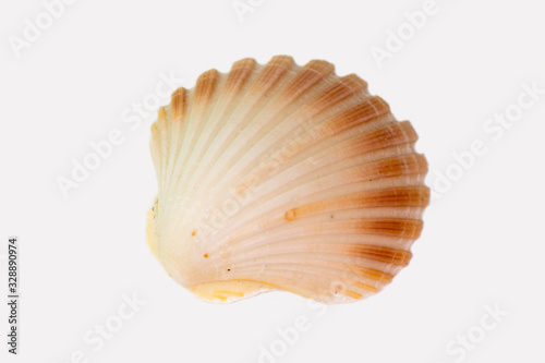 Beautiful seashell isolated on a white background