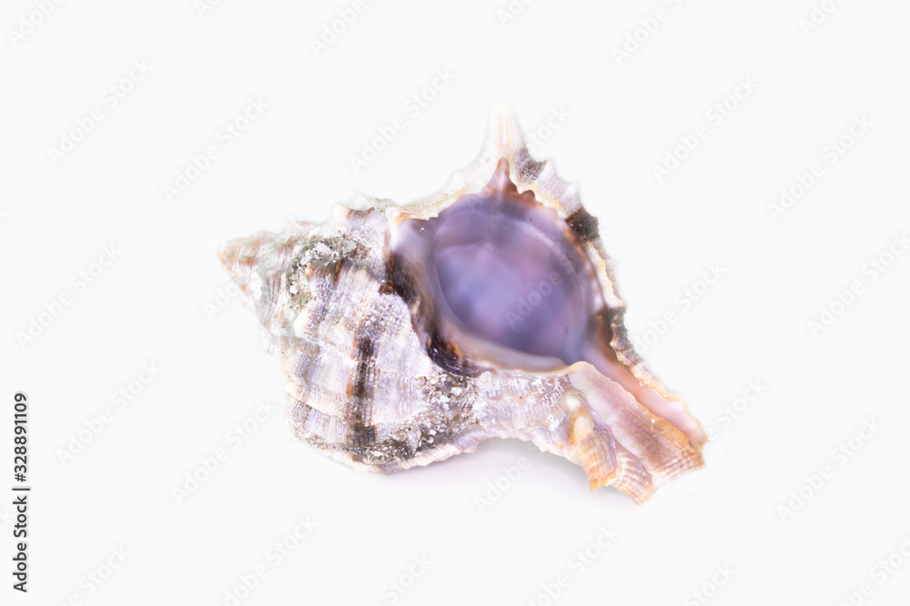 Naklejka premium Beautiful seashell isolated on a white background