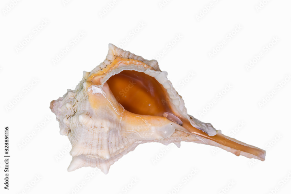 Beautiful seashell isolated on a white background Beautiful seashell isolated on a white background