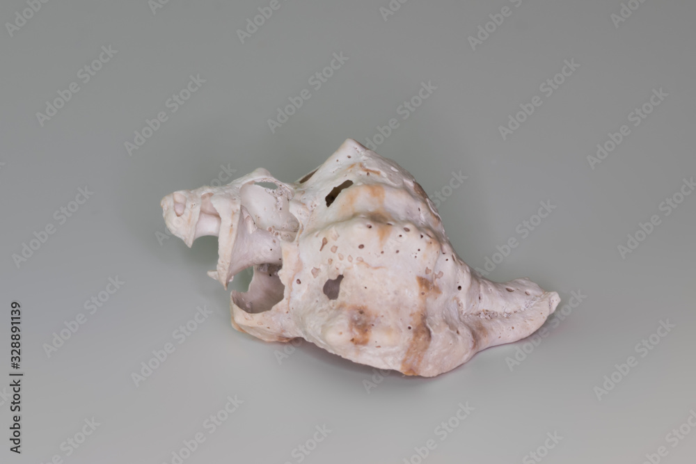 Beautiful seashell isolated on a white background Beautiful seashell isolated on a white background