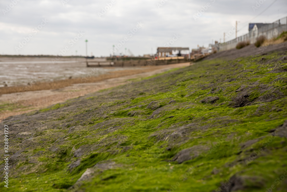 Close-up of Seaweed growing on rocky shore and visible at low tide. Selective Focus.