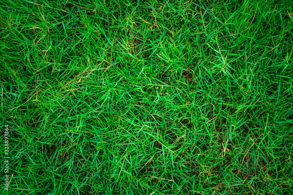 Green fresh nature grass texture top view Green fresh nature grass texture top view