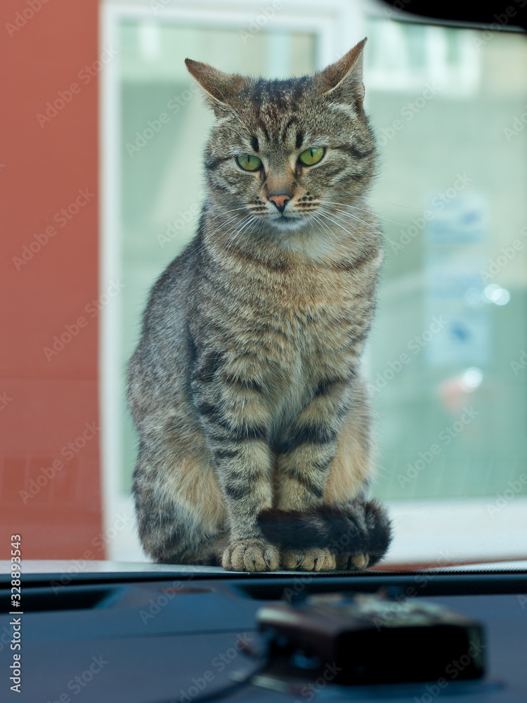 The cat is sitting on the hood of the car, warming its paws.