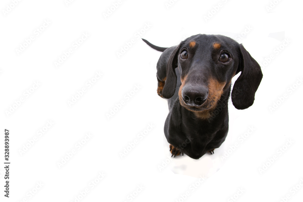 portrait cute dachshund puppy dog looking up. Isolated on white background.