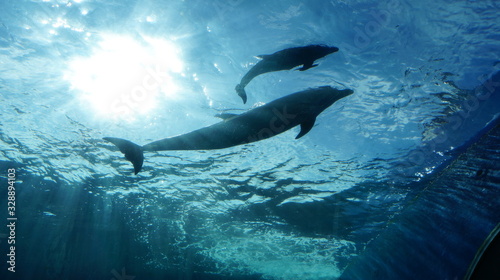 Dolphins swimming in aquarium pool