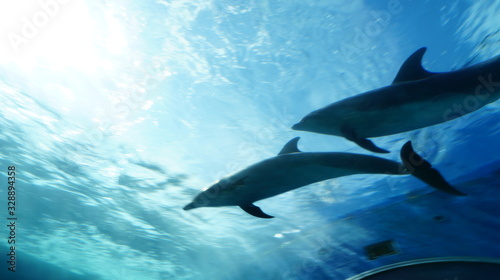 Dolphins swimming in aquarium pool © travelers.high