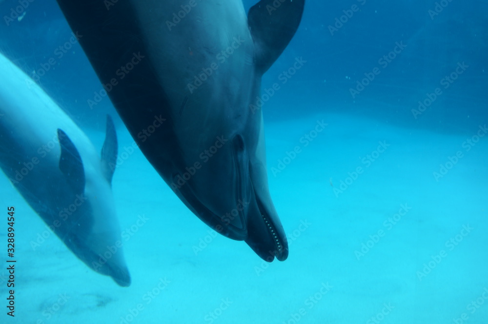 Dolphins swimming in aquarium pool