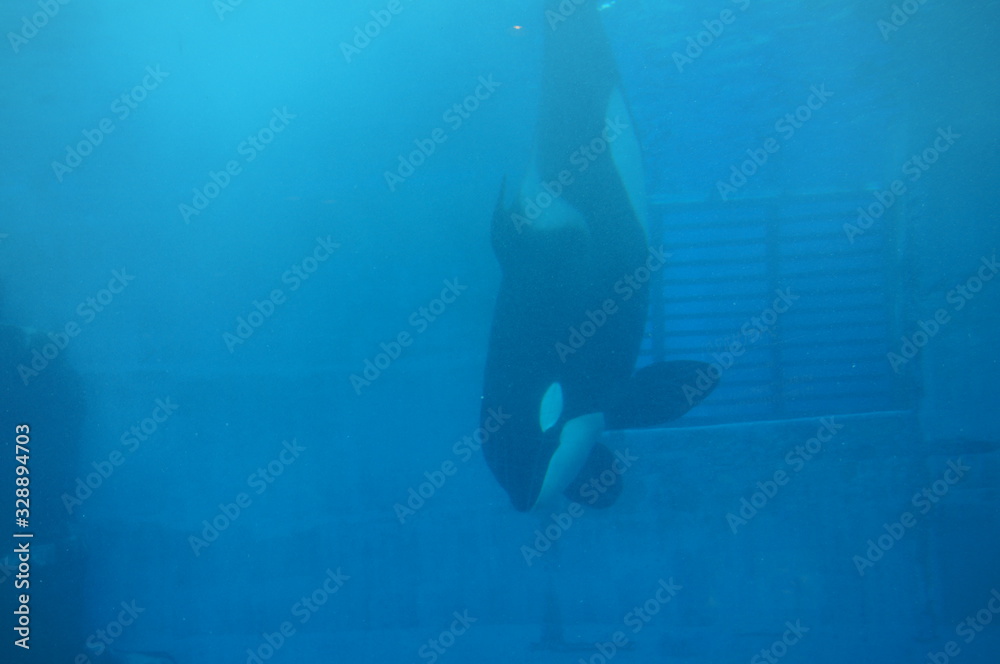 Dolphins swimming in aquarium pool