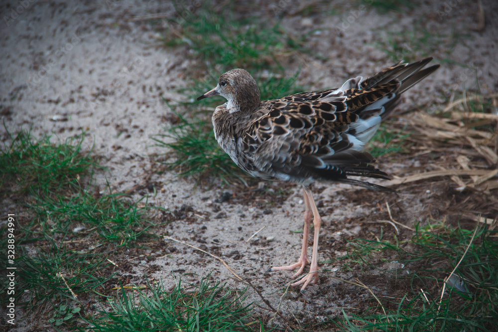 Fototapeta premium Types of Wading Birds: The Ruff (Calidris pugnax) with brown feathers