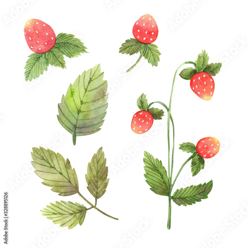 Watercolor similars with berries and inflorescences of wild strawberries. Great for wallpaper, scrapbook paper, packaging, cards, souvenir products and design