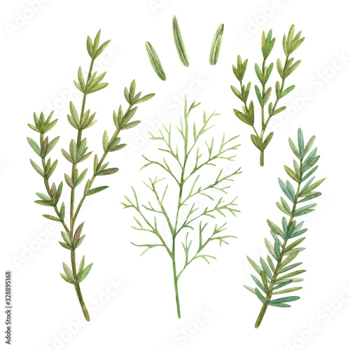 Watercolor similars with sprigs and seeds of rosemary and dill. Great for wallpapers, scrapbook paper, packaging, cards, souvenirs and design