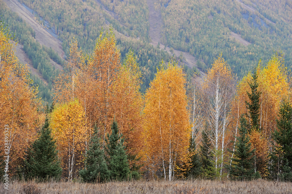 Birches Being Dyed Yellow and Red by Autumn Frost against Mountain Covered with Plants in Kanas Village, Burqin County, Altay Prefecture, Xinjiang Uyghur Autonomous Region of China in October 2016