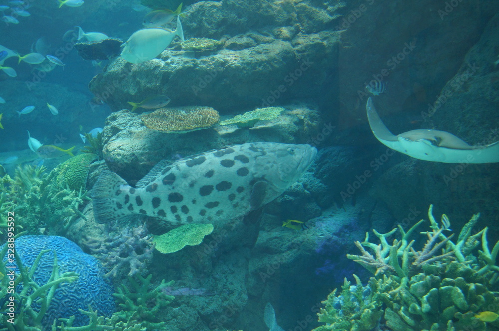 Fototapeta premium Rays swimming in blue aquarium