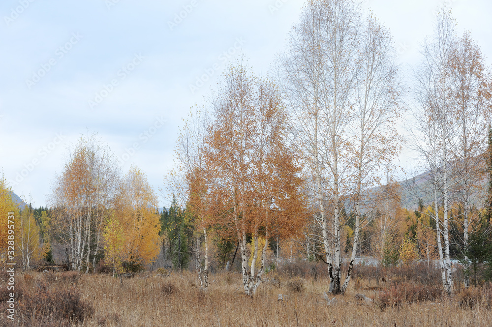 Wild Birches and Brushes Being Dyed Yellow and Red by Autumn Frost in Kanas Village, Burqin County, Altay Prefecture, Xinjiang Uyghur Autonomous Region of China in October 2016 Wild Birches and Brushes Being Dyed Yellow and Red by Autumn Frost in Kanas Village, Burqin County, Altay Prefecture, Xinjiang Uyghur Autonomous Region of China in October 2016