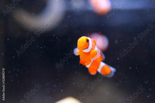 Fototapeta Naklejka Na Ścianę i Meble -   Amphiprion clarkii yellowtail clownfish anemonefish