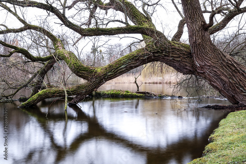 Trees and water