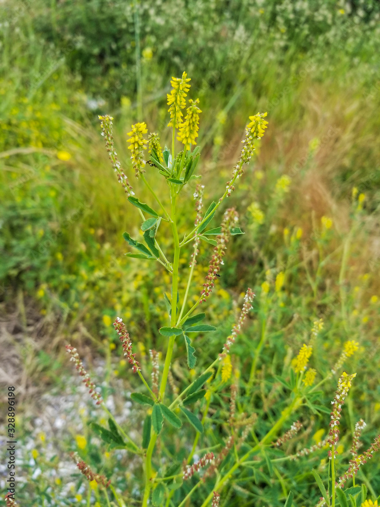 Yellow sweet clover or ribbed melilot