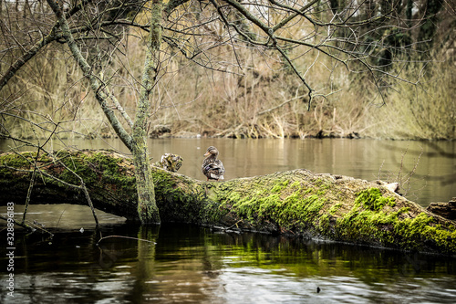Duck