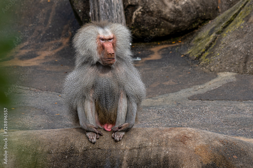 closeup of a baboon monkey in the zoo of Frankfurt, germany