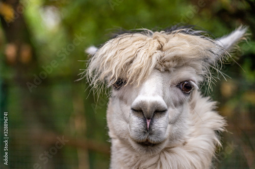 closeup of a white alpaca looking at the camera in Frankfurt zoo, germany
