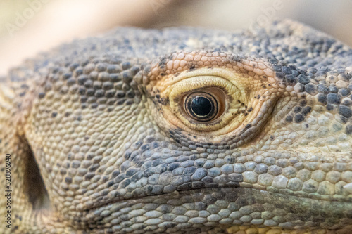 closeup of an iguana in zoo of Frankfurt  germany