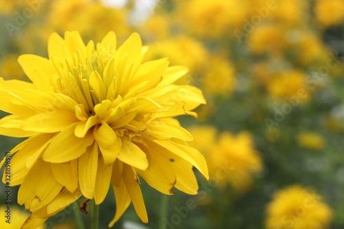 large bright yellow flower on a background of grass and yellow flowers