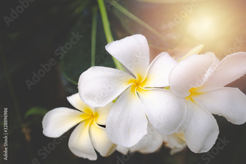 Fototapeta Naklejka Na Ścianę i Meble -  Close up Plumeria flowers blossom white color beautiful tree relax in the green park outdoor sunlight and flare background spa concept.