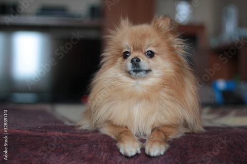 dog breed Pomeranian lies at home on the couch