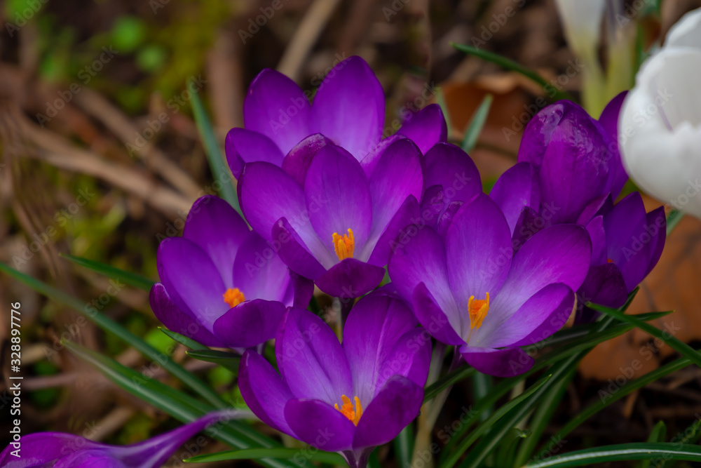 Die ersten Krokusse im frühern Frühling - Blumenlandschaft Die ersten Krokusse im frühern Frühling - Blumenlandschaft