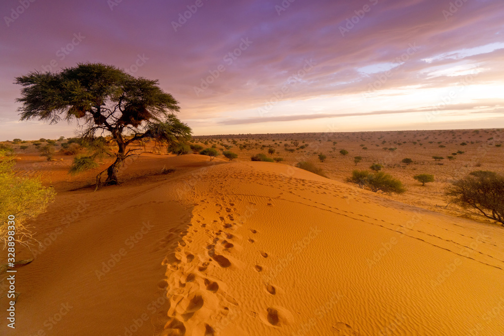  Sonnenuntergang in der Kalahari - obrazy, fototapety, plakaty 