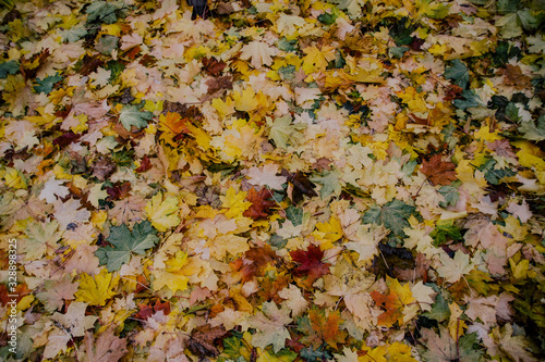 Background of orange, yellow, green, red autumn fallen maple leaves. Copy space.