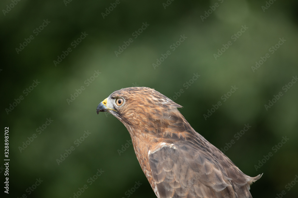Broad-winged Hawk Broad-winged Hawk