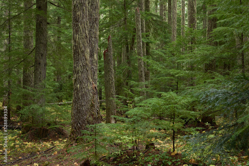 Naklejka premium Pokryty mchem ciemny las świerkowy w stanie Oregon w północno-zachodnim Pacyfiku Stanów Zjednoczonych.