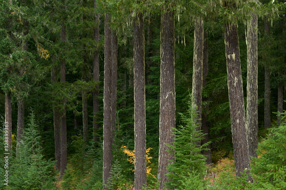 Moss covered spruce forest in Oregon in the US Pacific Northwest. Moss covered spruce forest in Oregon in the US Pacific Northwest.